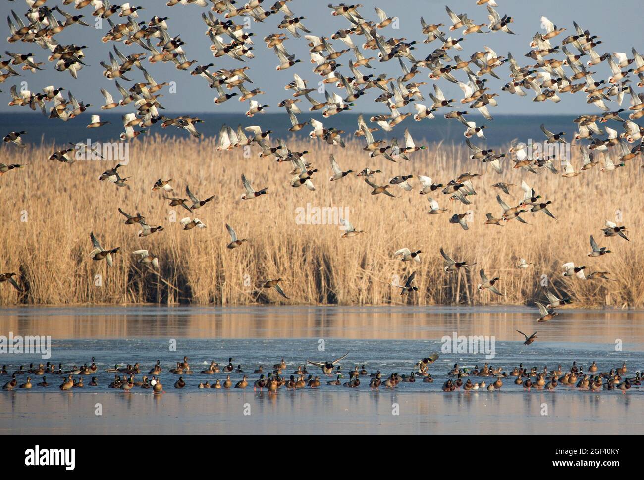 Gregge di anatre selvatiche in volo Foto Stock