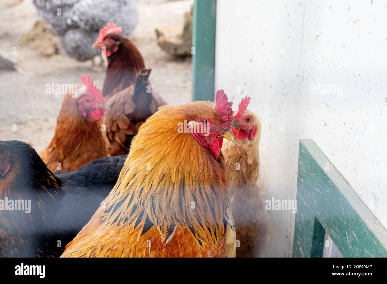 Free Range Chicken o galline uova di deposizione e nidificare nella loro coop Foto Stock