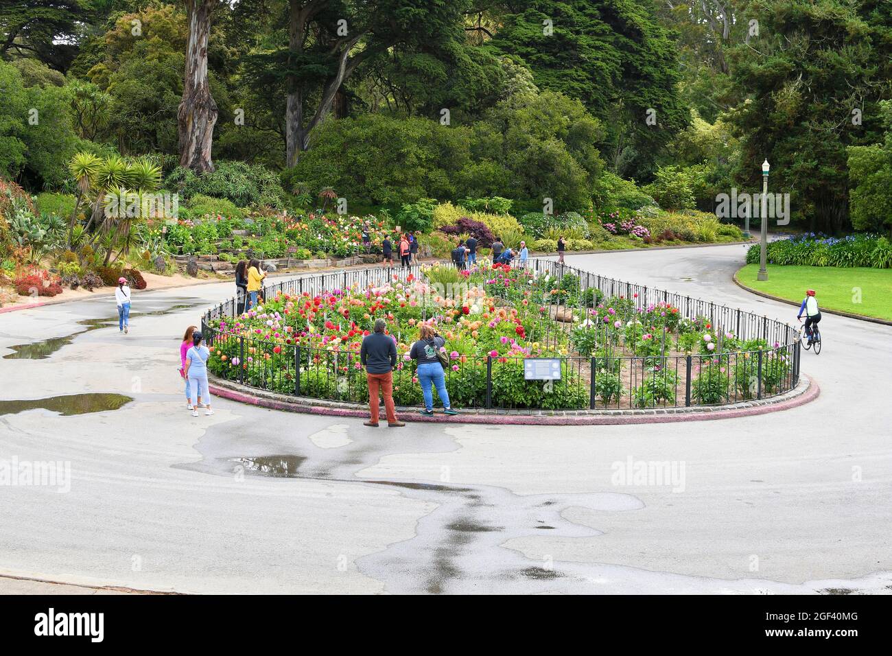 Visitatori intorno al giardino Dahlia al Golden Gate Park; situato in un dell, il giardino celebra il fiore ufficiale di San Francisco, California. Foto Stock