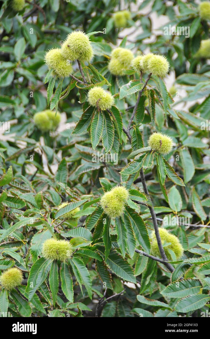 Castagno dolce, castagno spagnolo o solo castagno, Edelkastanie, Castanea sativa, szelídgesztenye, Ungheria, Magyarország, Europa Foto Stock