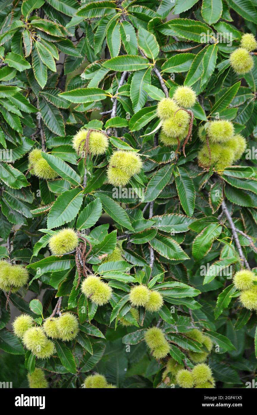 Castagno dolce, castagno spagnolo o solo castagno, Edelkastanie, Castanea sativa, szelídgesztenye, Ungheria, Magyarország, Europa Foto Stock