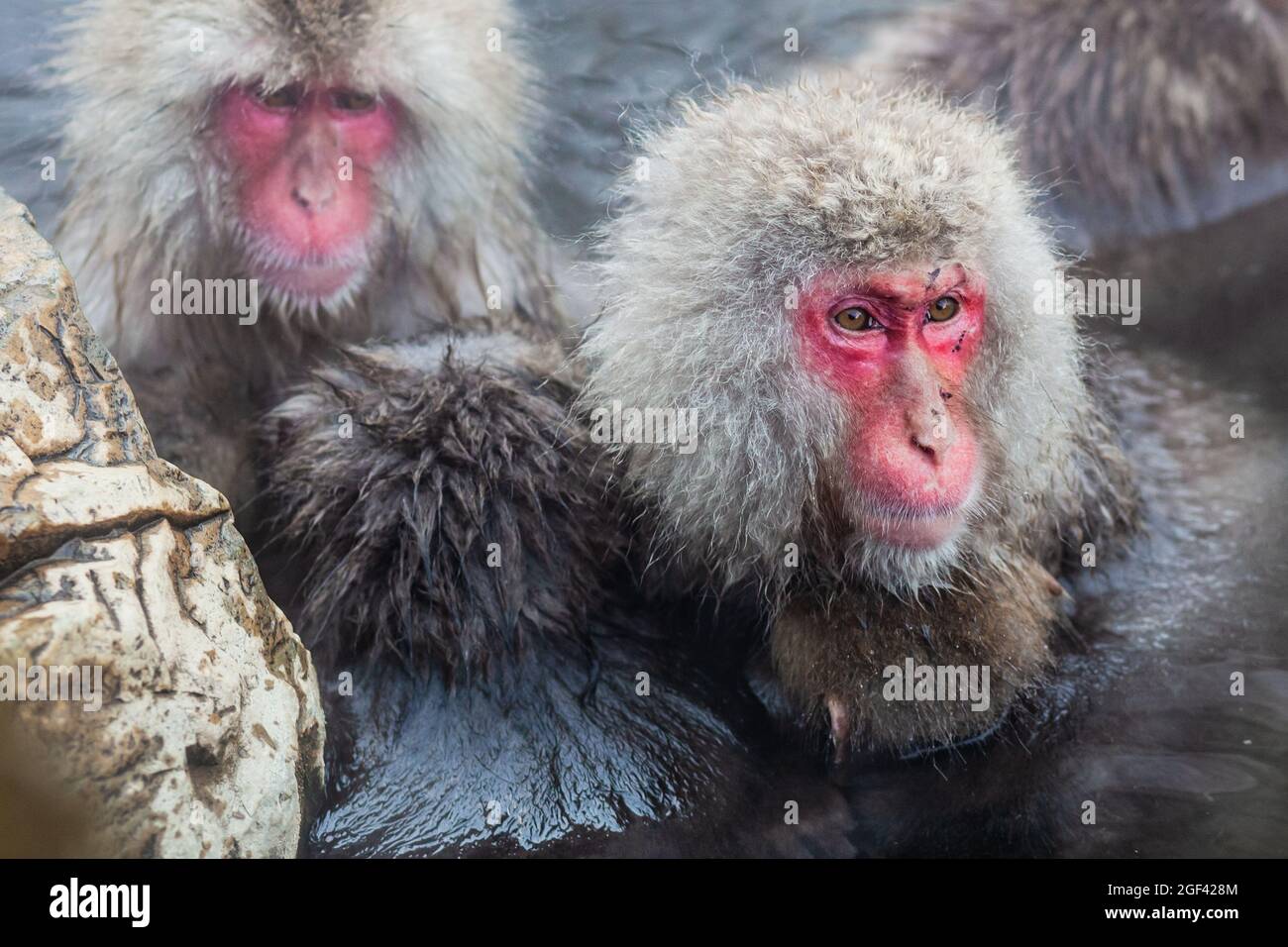 Scimmie della neve giapponesi che si immergere nelle acque termali calde Foto Stock