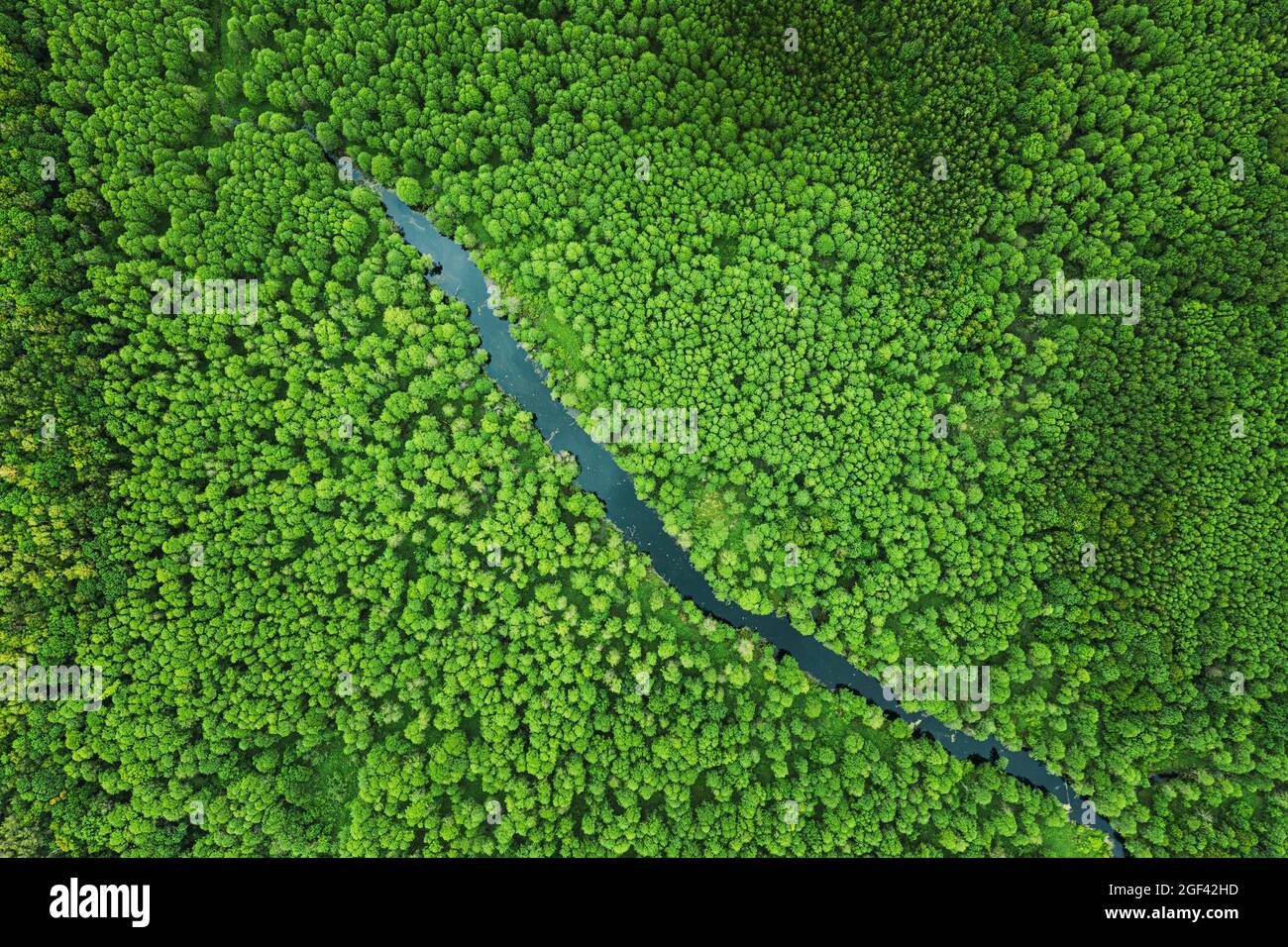 Vista elevata del verde piccolo palude palude fiume Wetland e verde foresta paesaggio in estate. Vista atteggiamento. Forest in Bird's Eye View. Foto Stock