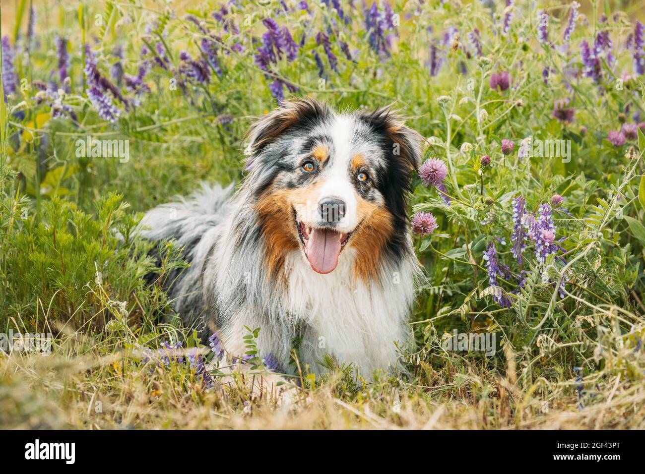 Simpatico cane Pastore australiano rosso e bianco che riposa in erba verde con fiori di fiori viola. Aussie è una razza di cane di medie dimensioni che è stato Foto Stock