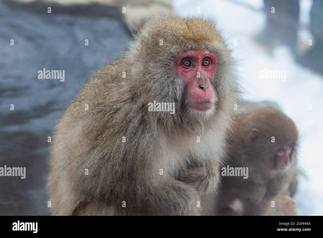 La madre giapponese della scimmia della neve ed il relativo bambino Foto Stock