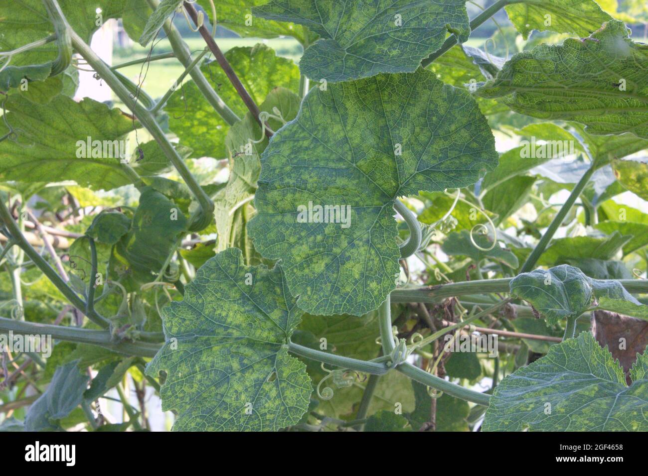 Gourd di cenere o melone d'inverno Foto Stock