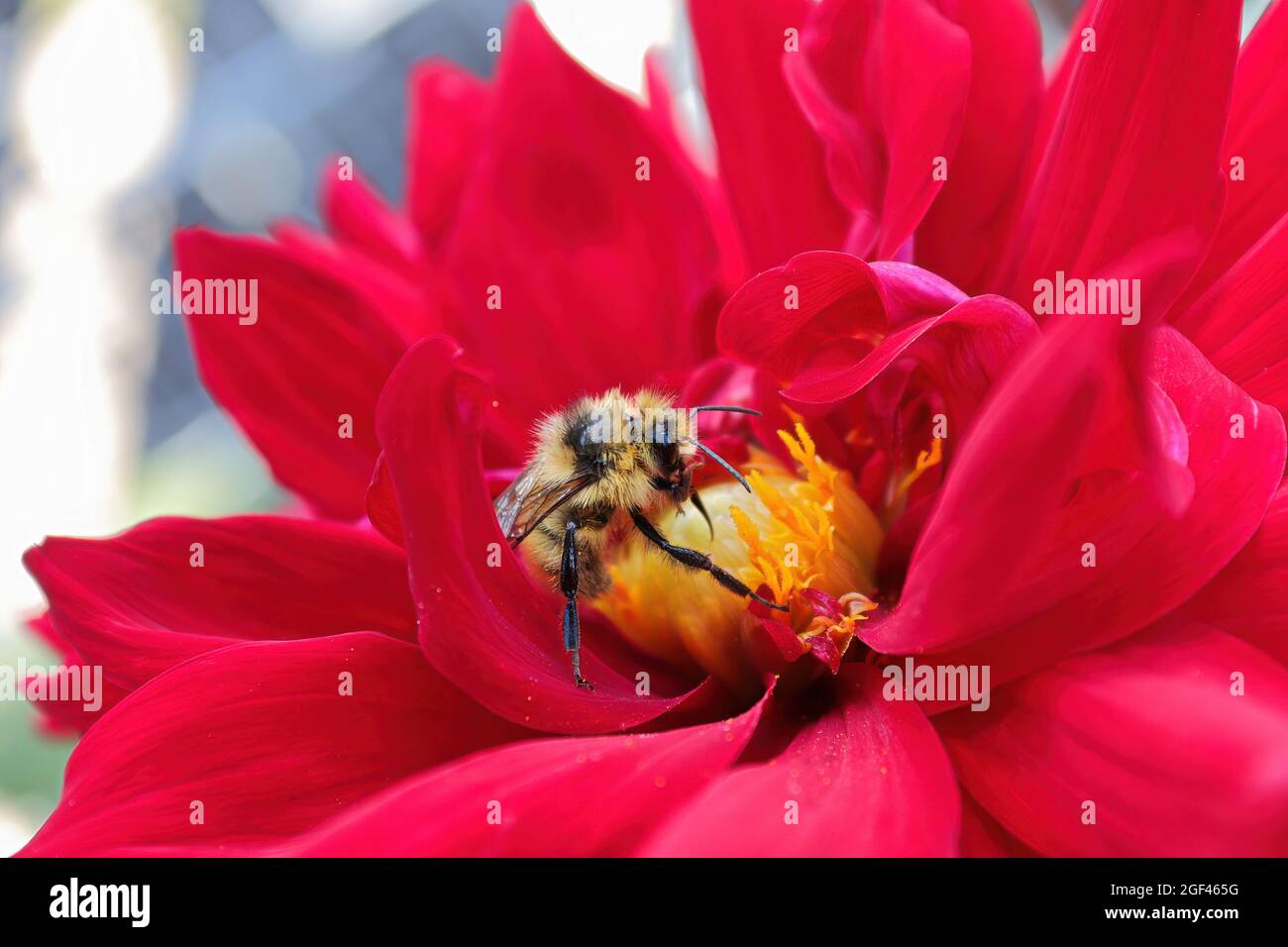 Primo piano di un bumblebee su un fiore di dahlia. Foto Stock