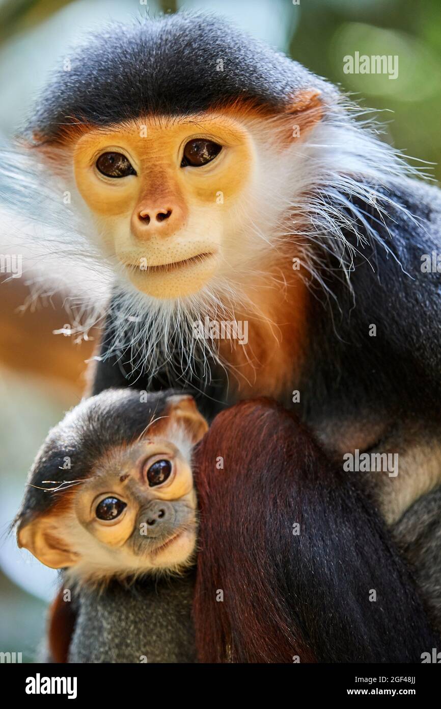 Femmina di scimmia Douc Langur con bambino (Pygathrix nemaeus) prigioniero. In pericolo critico nella Lista Rossa IUCN. ZooPark Beauval, Francia. Foto Stock