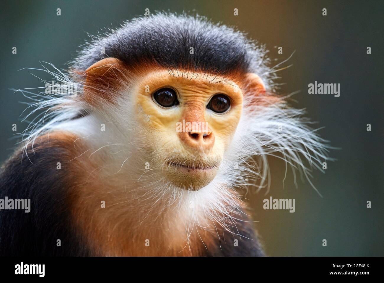 Douc Langur scimmia femmina ritratto (Pygathrix nemaeus) prigioniero. In pericolo critico nella Lista Rossa IUCN. ZooPark Beauval, Francia. Foto Stock