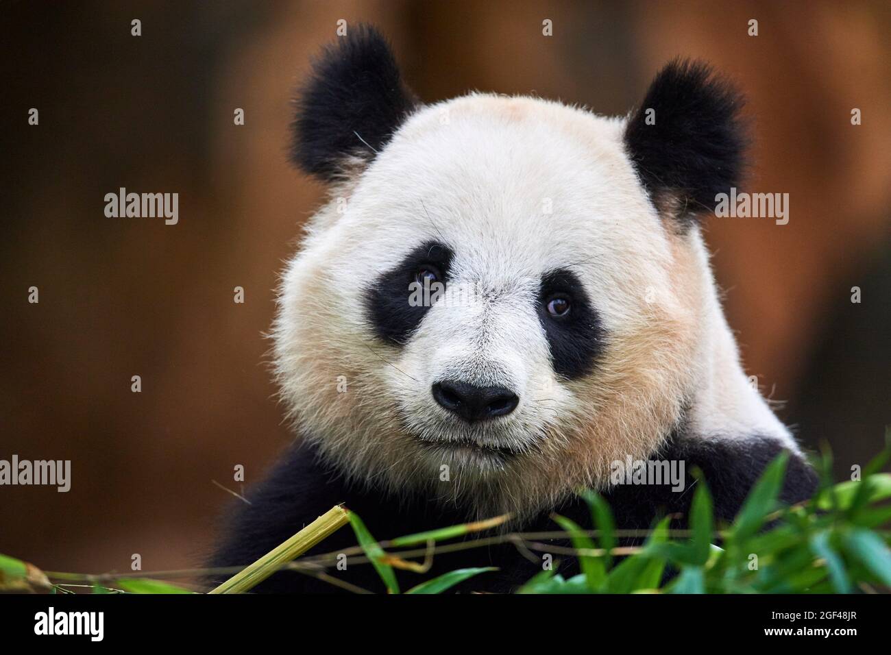 Ritratto maschile panda gigante (Ailuropoda melanoleuca) Captive, ZooPark Beauval, Francia. Foto Stock