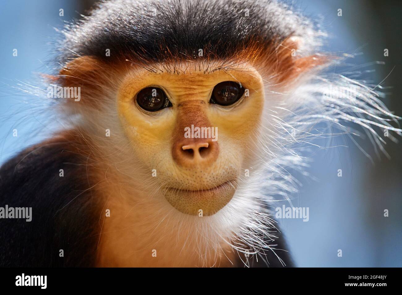 Douc Langur scimmia femmina ritratto (Pygathrix nemaeus) prigioniero. In pericolo critico nella Lista Rossa IUCN. ZooPark Beauval, Francia. Foto Stock