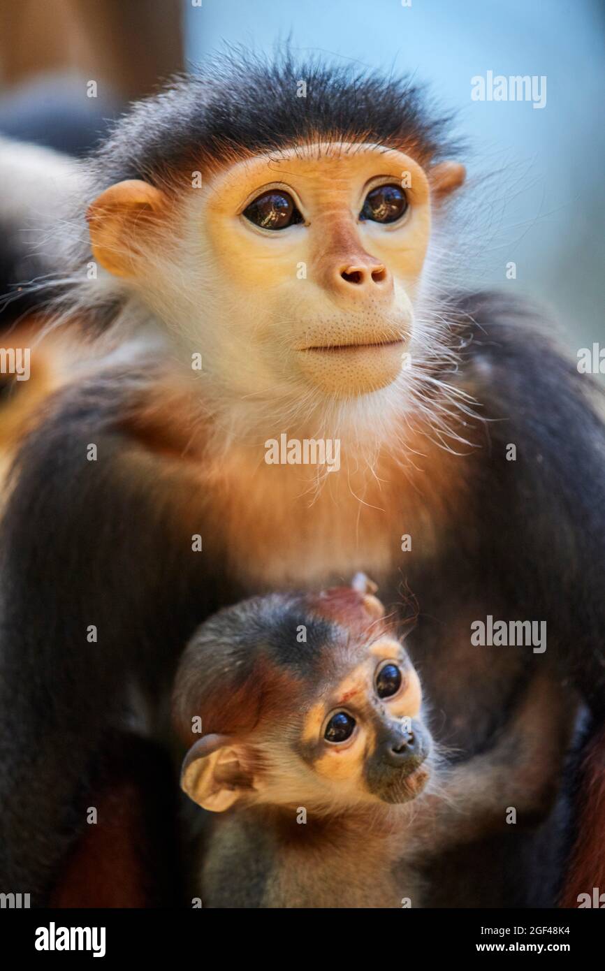 Femmina di scimmia Douc Langur con bambino (Pygathrix nemaeus) prigioniero. In pericolo critico nella Lista Rossa IUCN. ZooPark Beauval, Francia. Foto Stock