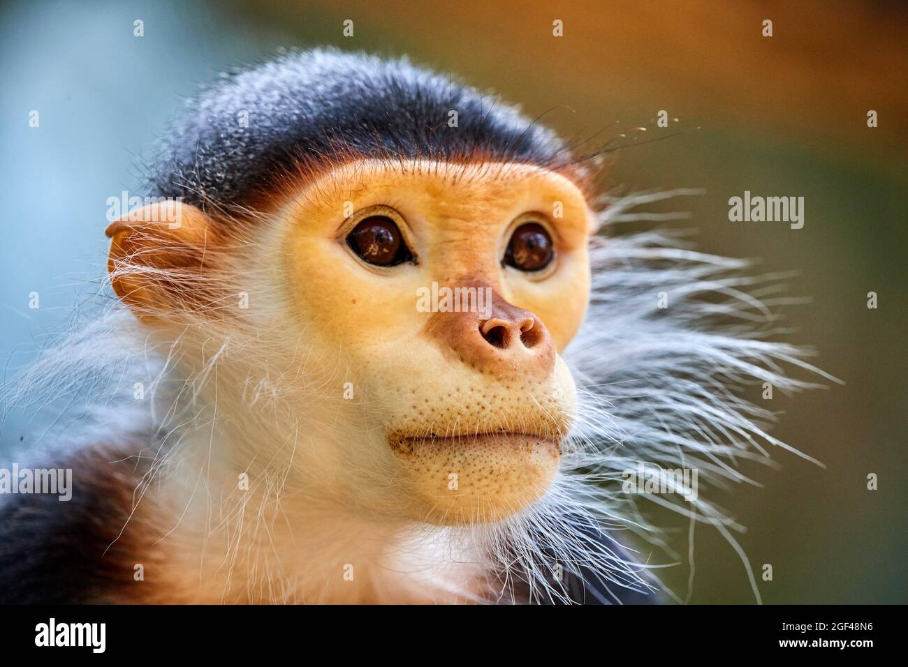 Douc Langur scimmia ritratto maschile (Pygathrix nemaeus) prigioniero. In pericolo critico nella Lista Rossa IUCN. ZooPark Beauval, Francia. Foto Stock