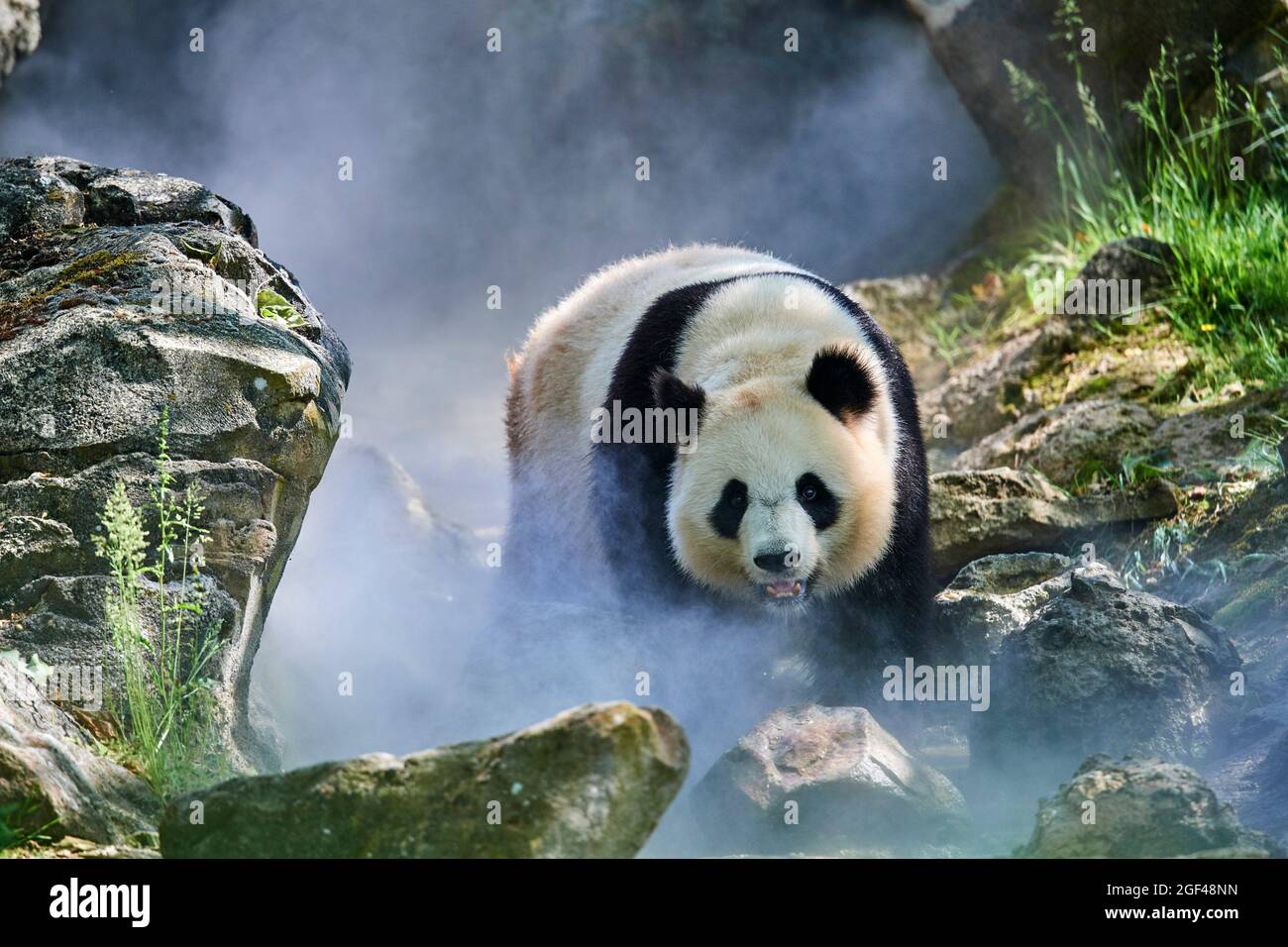 Panda gigante (Ailuropoda melanoleuca) femmina Huan Huan Huan fuori nel suo recinto in nebbia, Captive al Beauval Zoo, Saint Aignan sur Cher, Francia. La nebbia Foto Stock