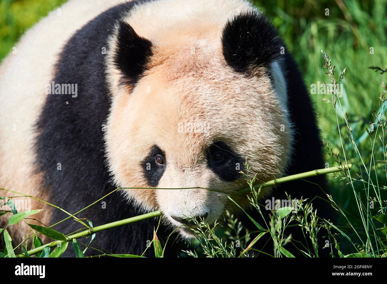 Panda gigante maschio mangiare bambou (Ailuropoda melanoleuca) Captive, ZooPark Beauval, Francia. Foto Stock
