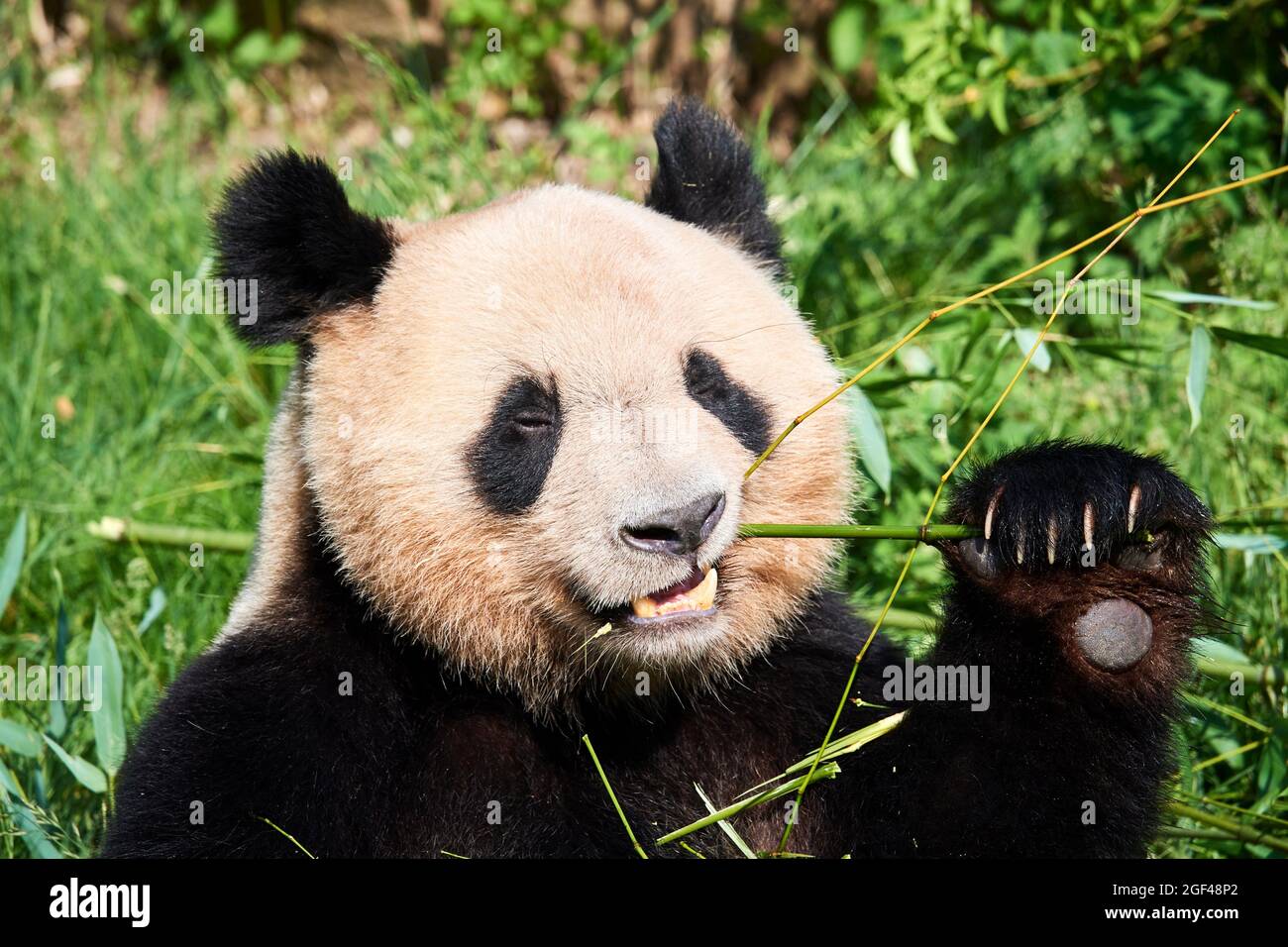 Panda gigante maschio mangiare bambou (Ailuropoda melanoleuca) Captive, ZooPark Beauval, Francia. Foto Stock