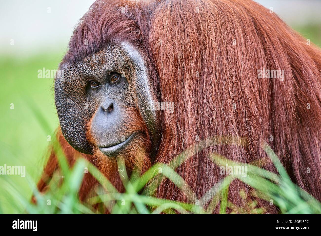 Ritratto maschile orang-utan (Pongo pygmaeus). Nativo del Borneo. Captive, ZooPark Beauval, Francia. In pericolo critico nella Lista Rossa IUCN. Foto Stock