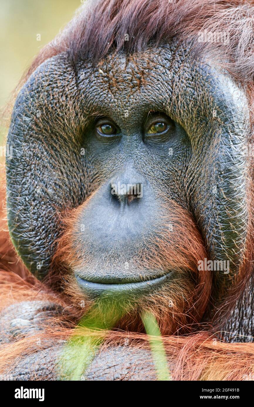Ritratto maschile orang-utan (Pongo pygmaeus). Nativo del Borneo. Captive, ZooPark Beauval, Francia. In pericolo critico nella Lista Rossa IUCN. Foto Stock
