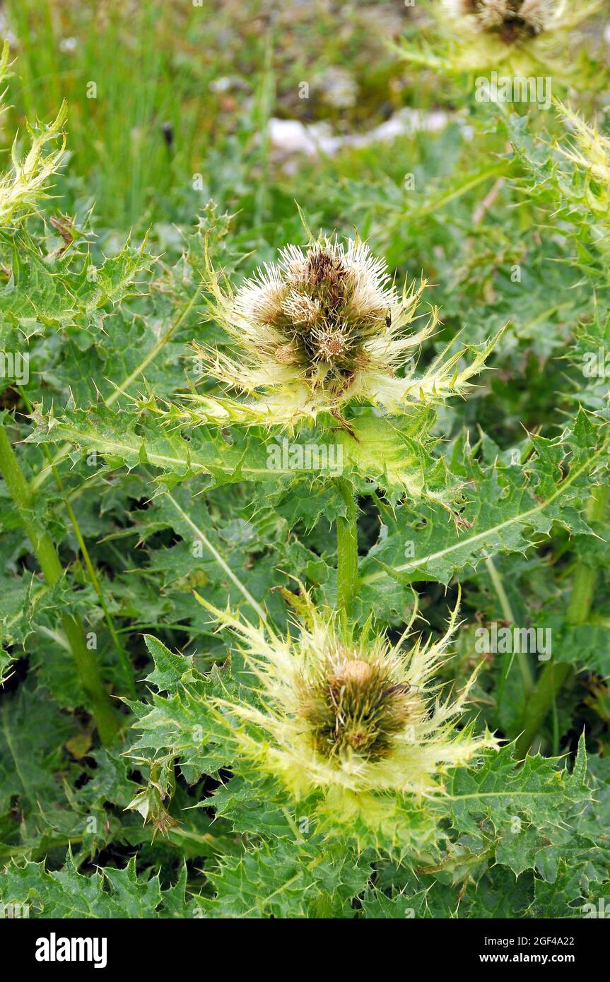 Spiniest Thistle, Alpen-Kratzdistel, Cirsium spinosissimum, soktövisű aszat, Alpi, Austria, Europa Foto Stock