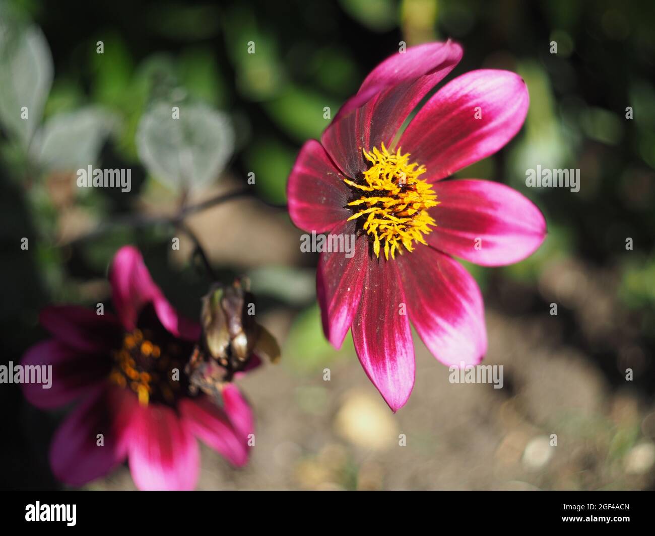 Dahlia in miniatura, 'Lubega Dark Velvet', petali viola con centro giallo Foto Stock