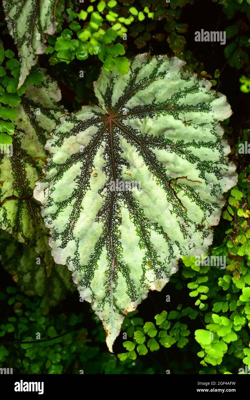Begonia rex è una pianta ornamentale perenne originaria dell'Asia tropicale. Dettaglio delle lamelle. Foto Stock