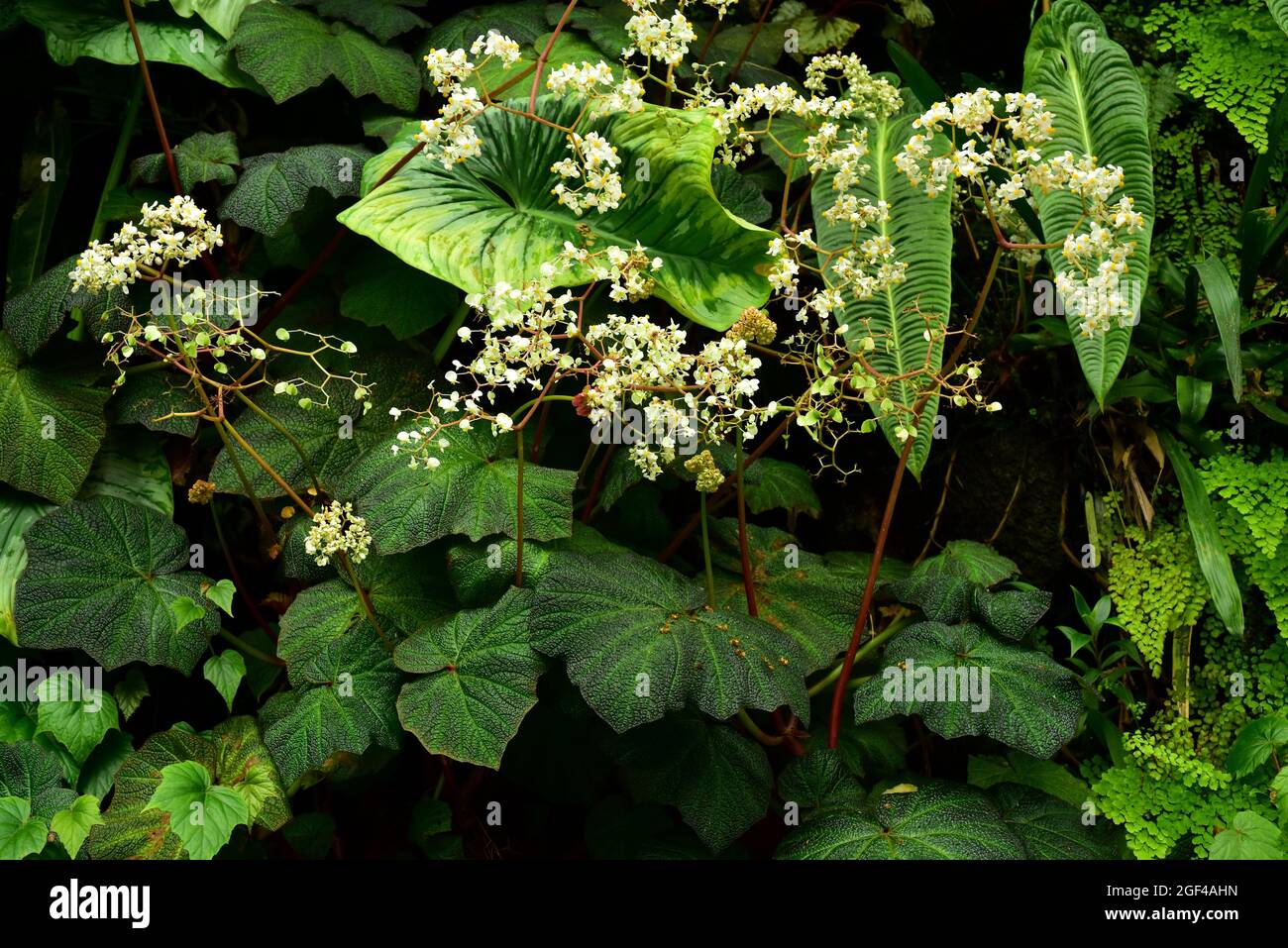 Begonia rex Art Hodes è una pianta ornamentale perenne originaria dell'Asia tropicale. Foto Stock