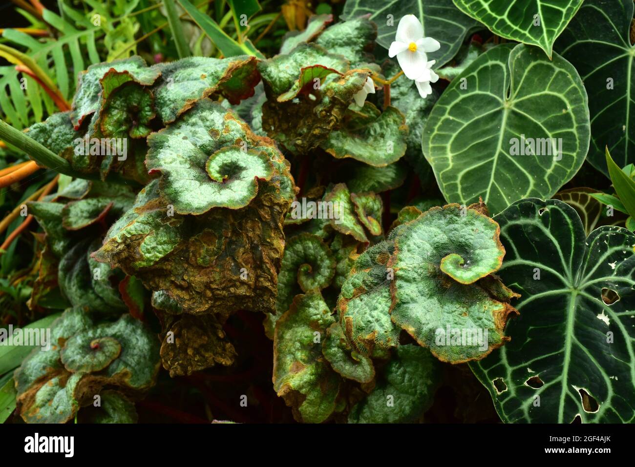 Begonia rex Scargot è una pianta ornamentale perenne originaria dell'Asia tropicale. Foto Stock