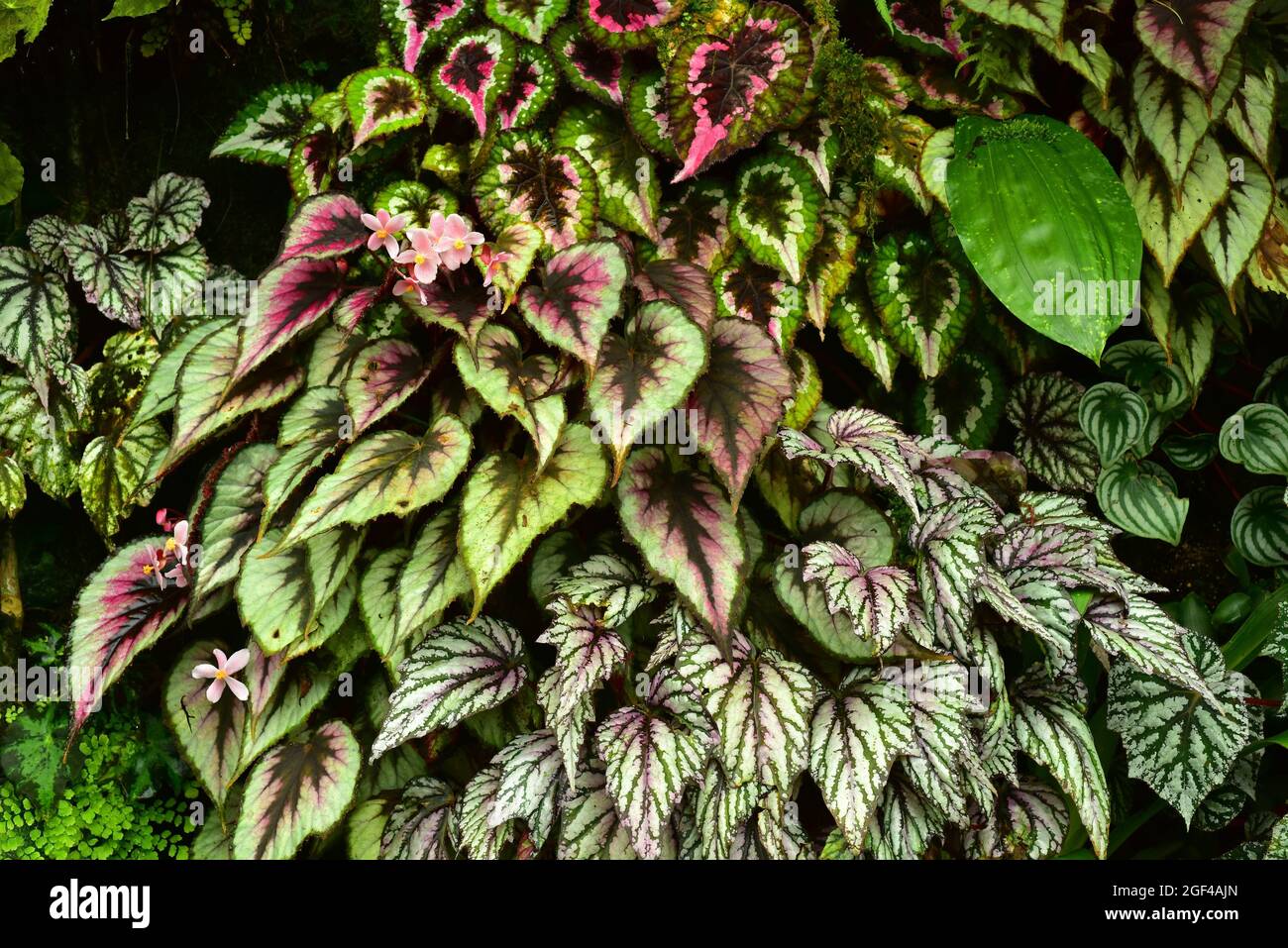 Begonia rex è una pianta ornamentale perenne originaria dell'Asia tropicale. Foto Stock
