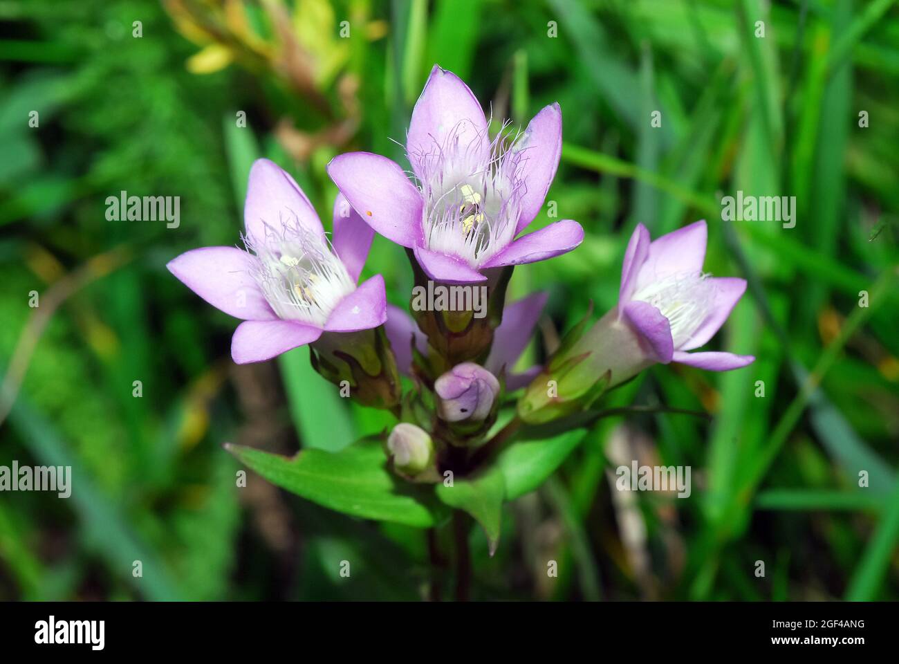 Chiltern gentian, Deutsche Fransenenzian, Deutscher Kranzenzian, Wettstein-tárnicska, Gentiana germanica, Alpi, Europa Foto Stock