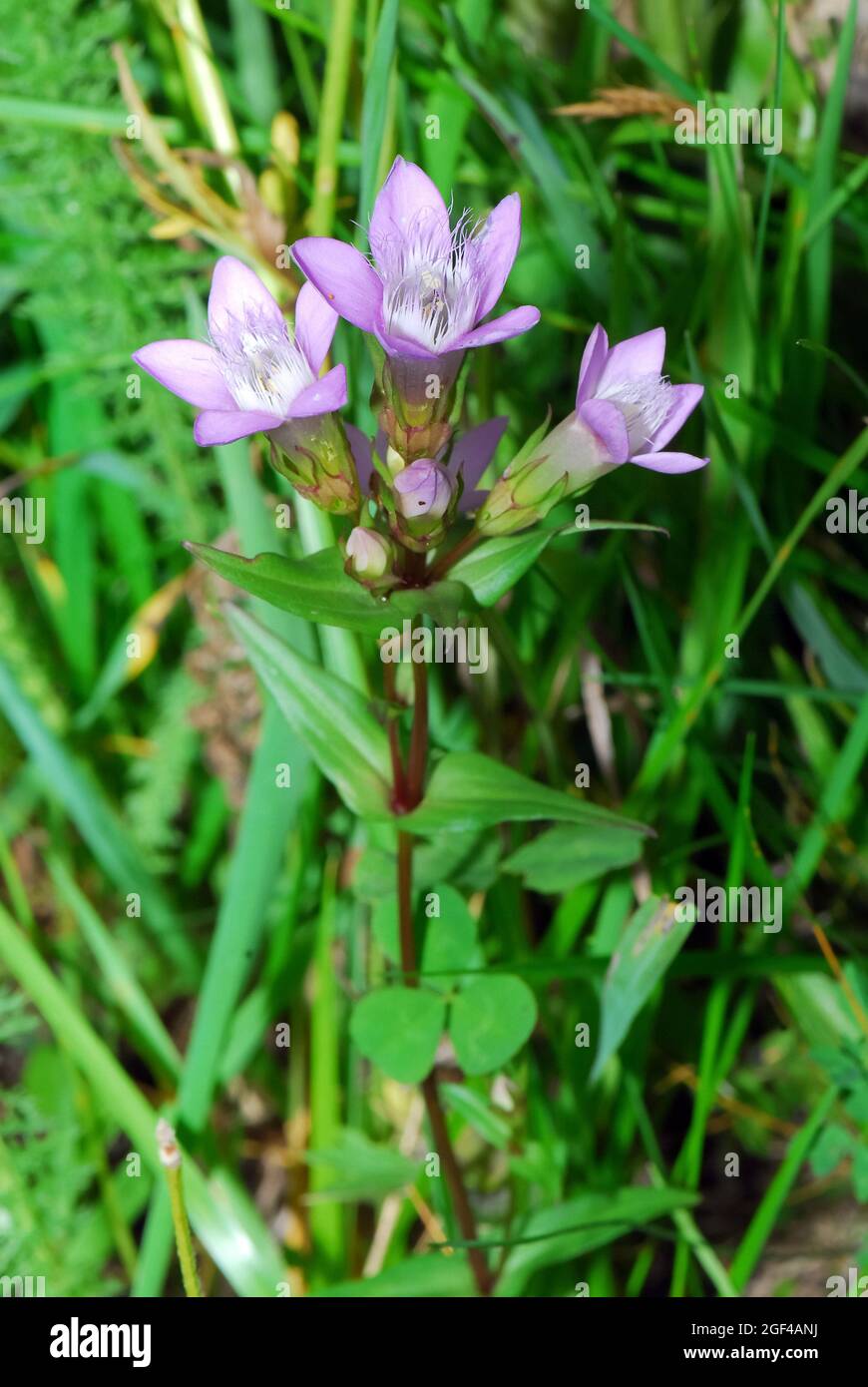 Chiltern gentian, Deutsche Fransenenzian, Deutscher Kranzenzian, Wettstein-tárnicska, Gentiana germanica, Alpi, Europa Foto Stock