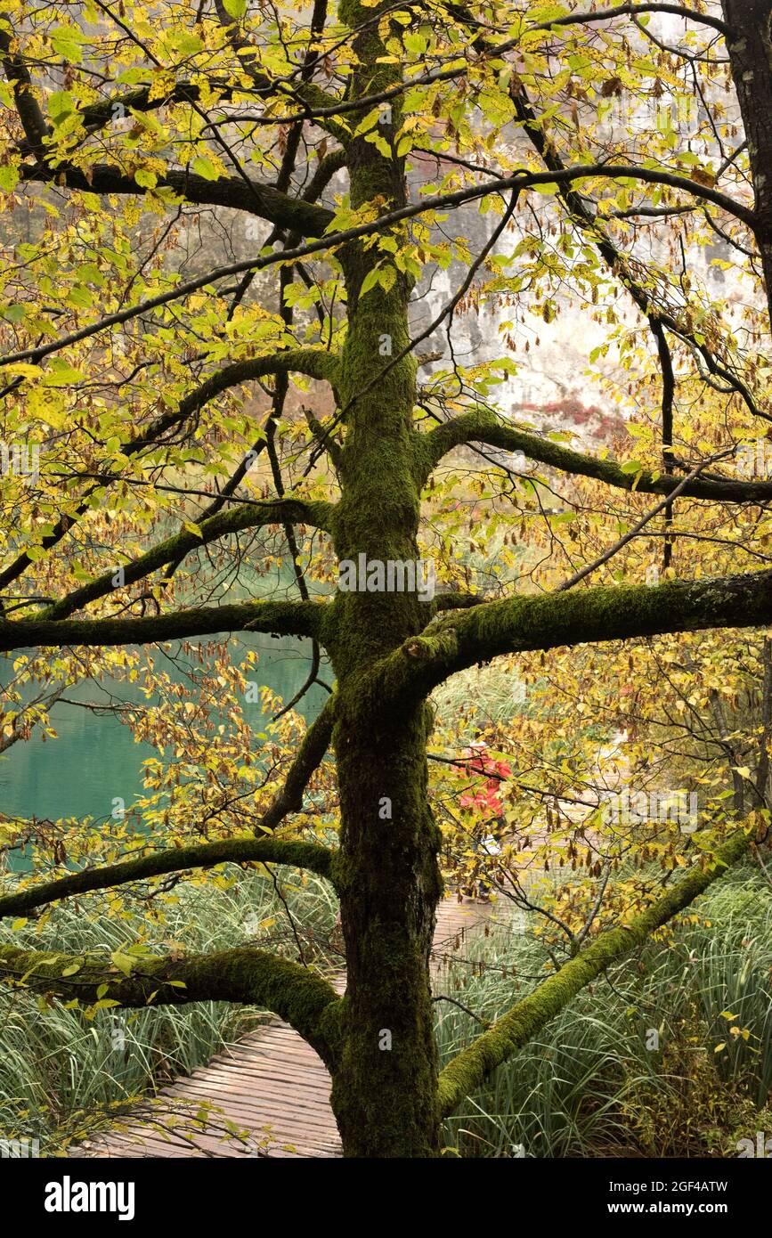 Carpino Bianco ( Carpinus Betulus - Foto 9