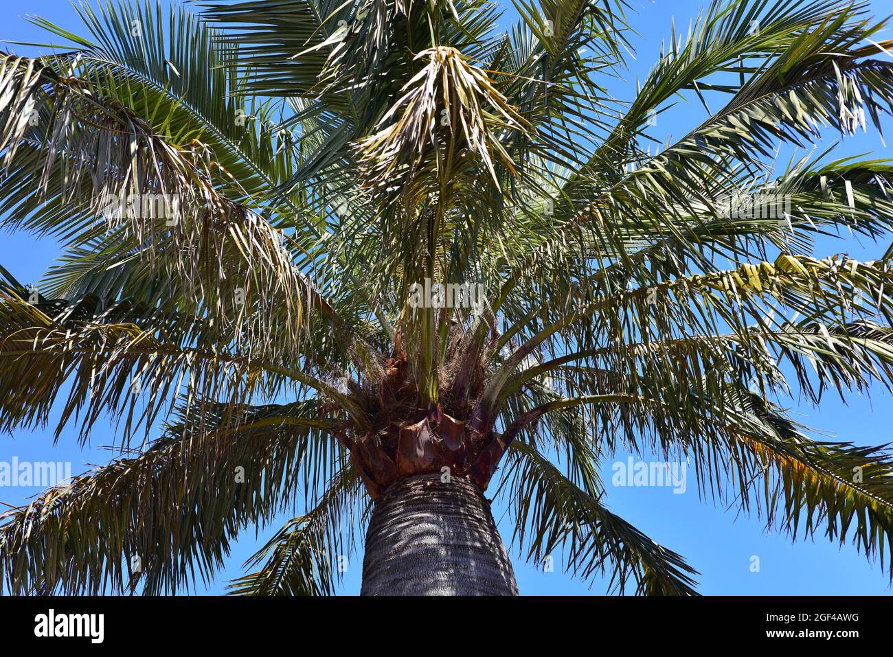 Palma chilena (Jubaea chilensis) è una palma endemica del Cile centrale. I suoi frutti sono commestibili. Foto Stock