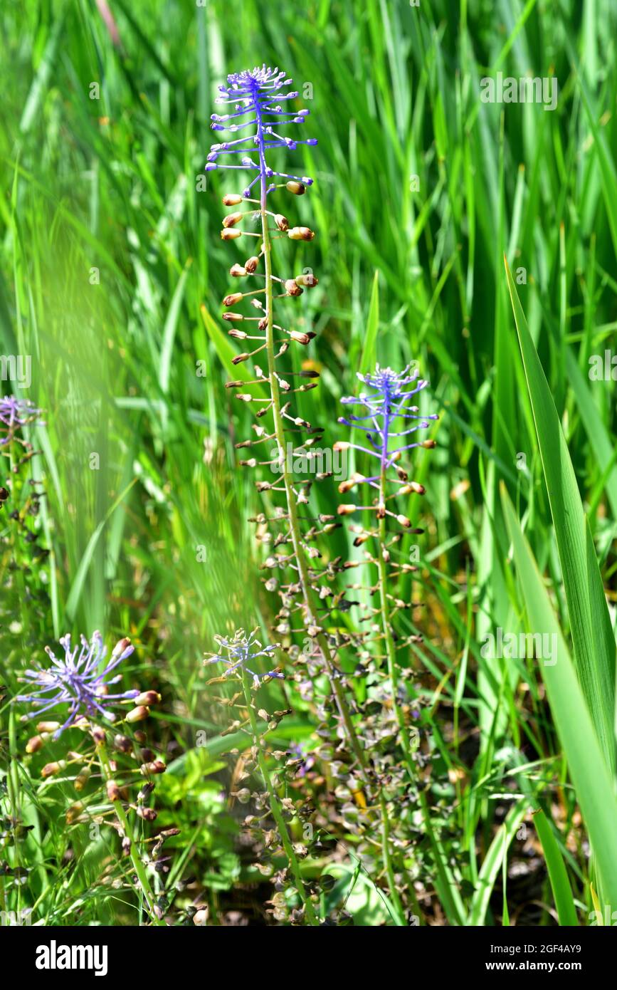 Muscari weissii o Leopoldia weissii è un'erba perenne bulbosa originaria delle Isole dell'Egeo e della Turchia. Foto Stock