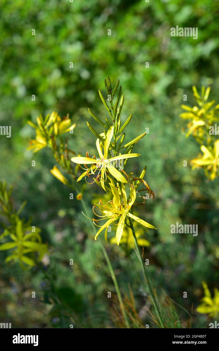 L'Asphodeline liburnica è una pianta perenne bulbosa originaria della regione del Mediterraneo centrale e orientale. Fiori dettaglio. Foto Stock