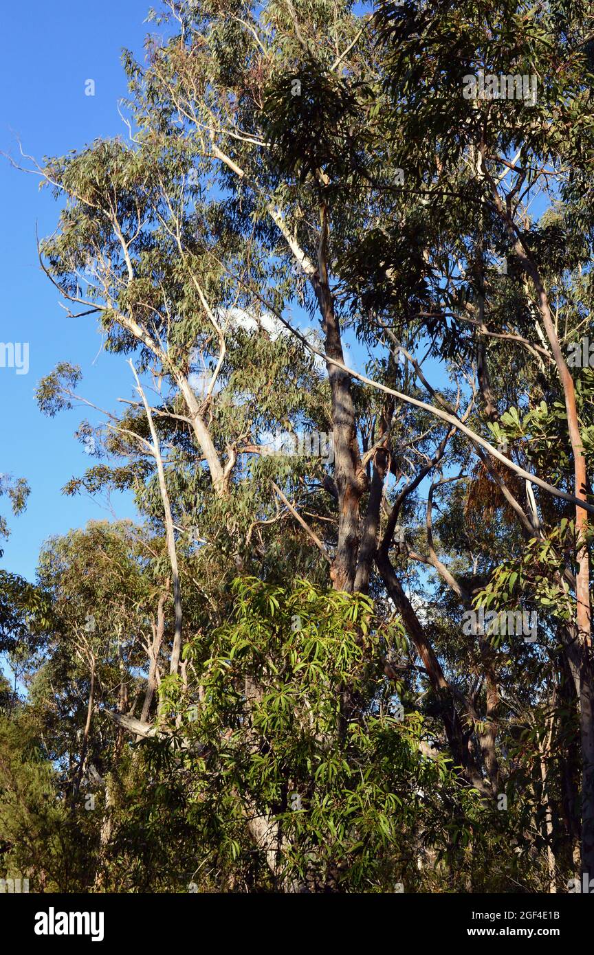 Una vista degli alberi di eucalipto nella foresta a Lawson nelle Blue Mountains dell'Australia Foto Stock