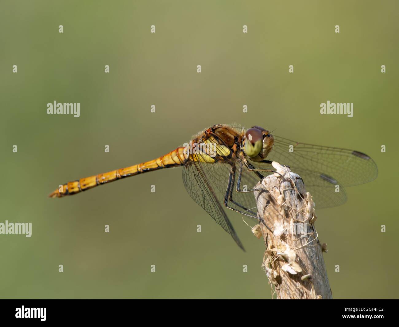 Femmina comune darter in volo Foto Stock