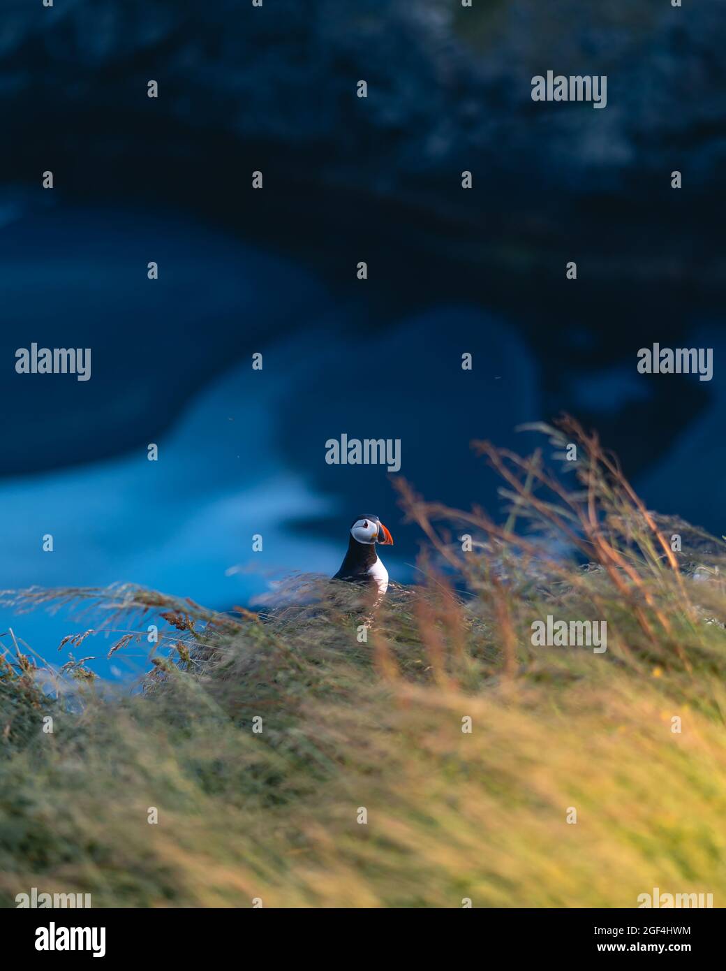 Il puffin Atlantico conosciuto anche come puffin comune è una specie di uccelli seabird della famiglia auxk. Islanda, Norvegia, Isole Faroe, Terranova e Labrador in Foto Stock