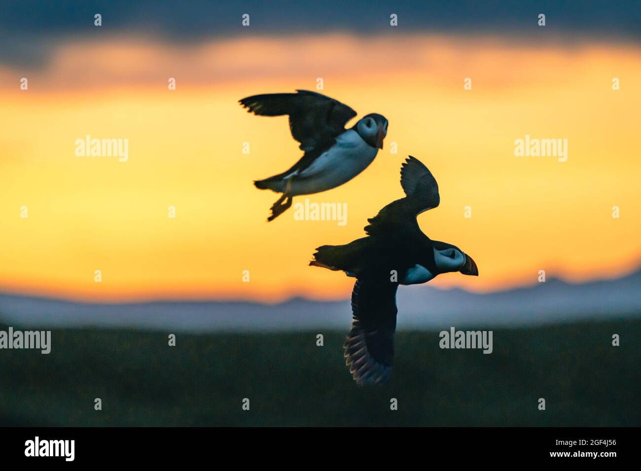 Il puffin Atlantico conosciuto anche come puffin comune è una specie di uccelli seabird della famiglia auxk. Islanda, Norvegia, Isole Faroe, Terranova e Labrador in Foto Stock