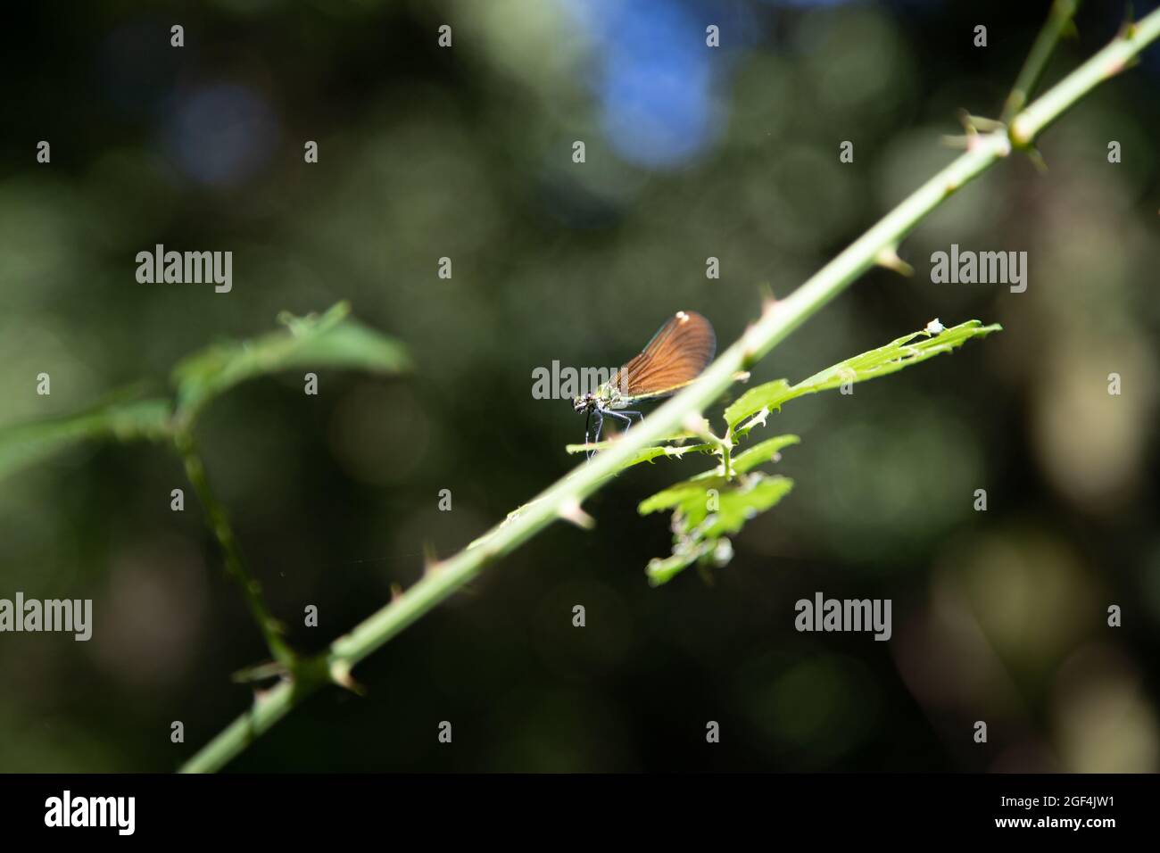 Macro fotografia di un insetto con il nome scientifico 'Anisoptera' noto anche come 'dragon-fly' Foto Stock