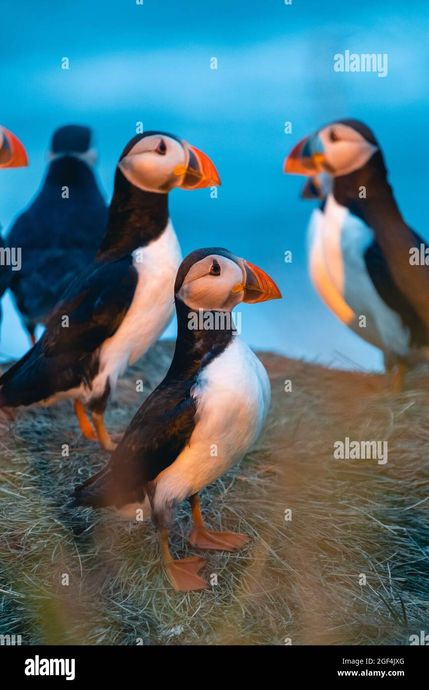 Il puffin Atlantico conosciuto anche come puffin comune è una specie di uccelli seabird della famiglia auxk. Islanda, Norvegia, Isole Faroe, Terranova e Labrador in Foto Stock