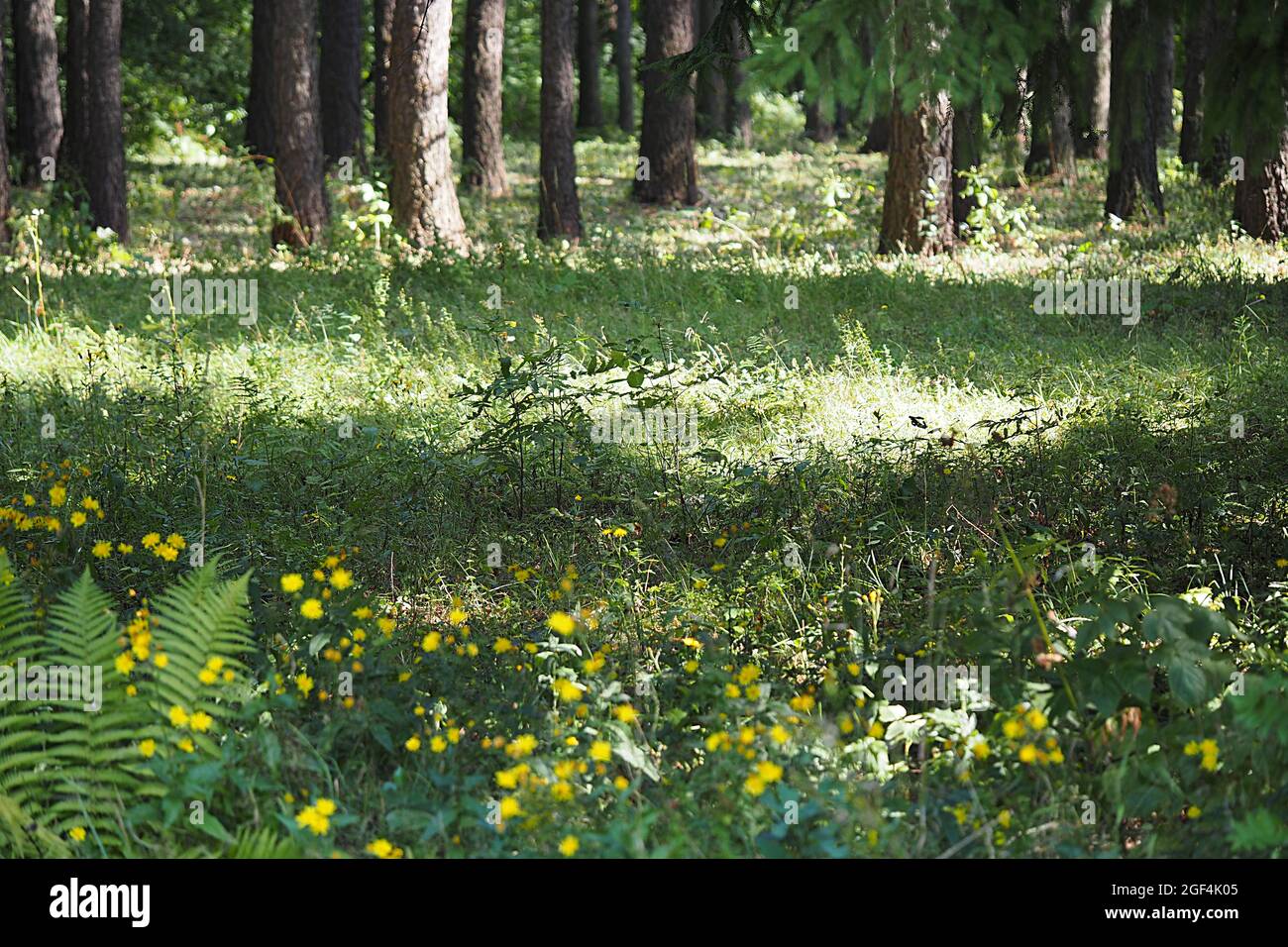 Foresta di conifere in estate, tempo di sole. Foto di alta qualità Foto Stock