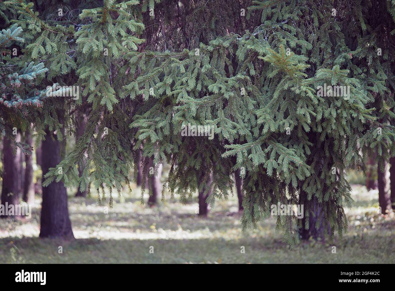 Foresta di conifere in estate, tempo di sole. Foto di alta qualità Foto Stock