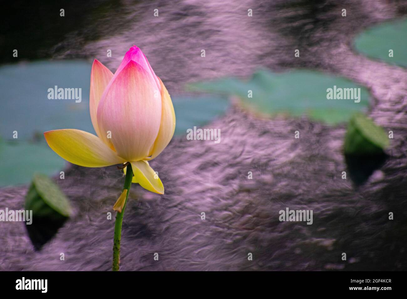 Fiore di loto rosa chiaro che galleggia in un lago con uno sfondo sfocato di foglie e steli di loto, noto anche come Nelumbo nucifera e loto indiano Foto Stock