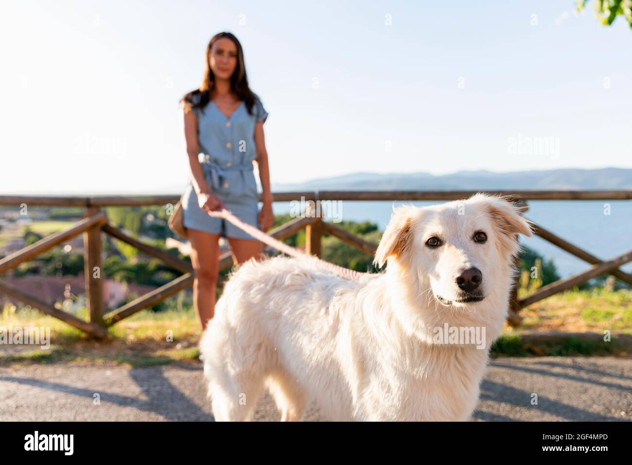 Cane con il proprietario dell'animale domestico che tiene il guinzaglio Foto Stock