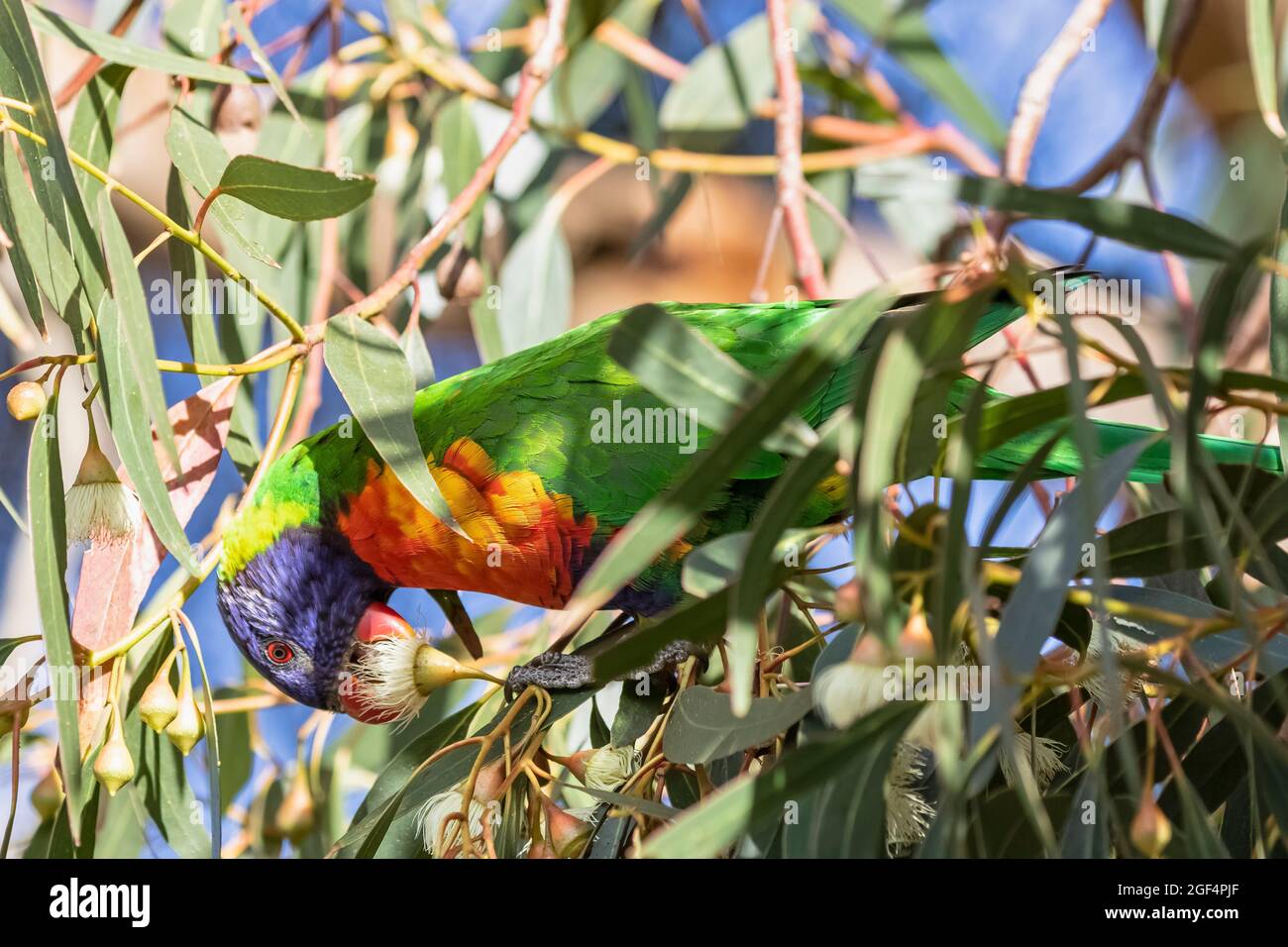 Arcobaleno lorikeet (Trichoglossus moluccanus) che si nutrono di frutti d'albero Foto Stock