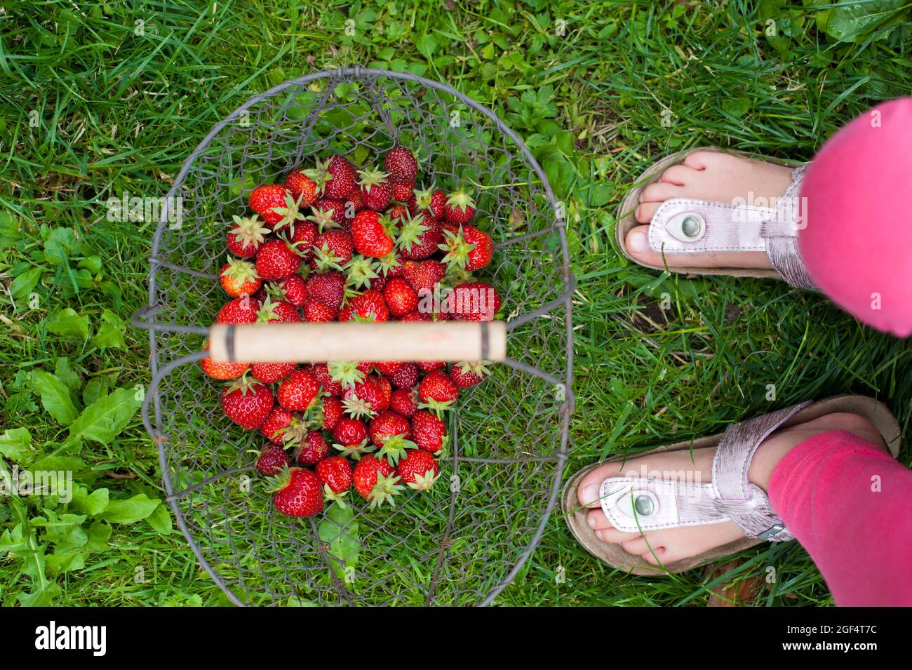 Ragazza con cestino di fragole fresche al prato Foto Stock