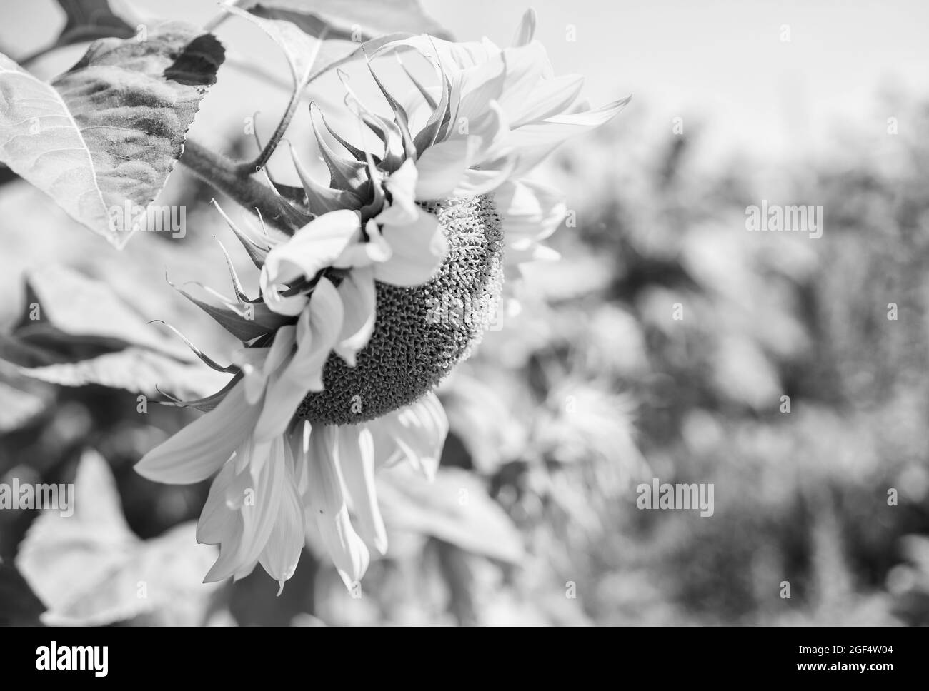 girasole in campo. primo piano di fiori gialli. girasole bello. bellezza della natura estiva. raccolto estivo e concetto agricolo Foto Stock