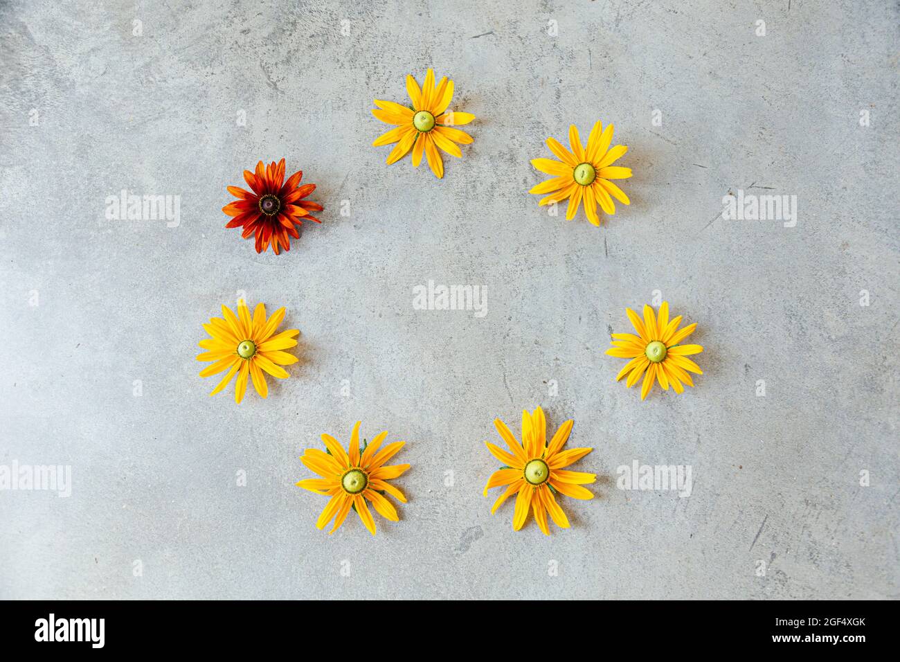 Fiori gialli e rossi a forma di cerchio Foto Stock