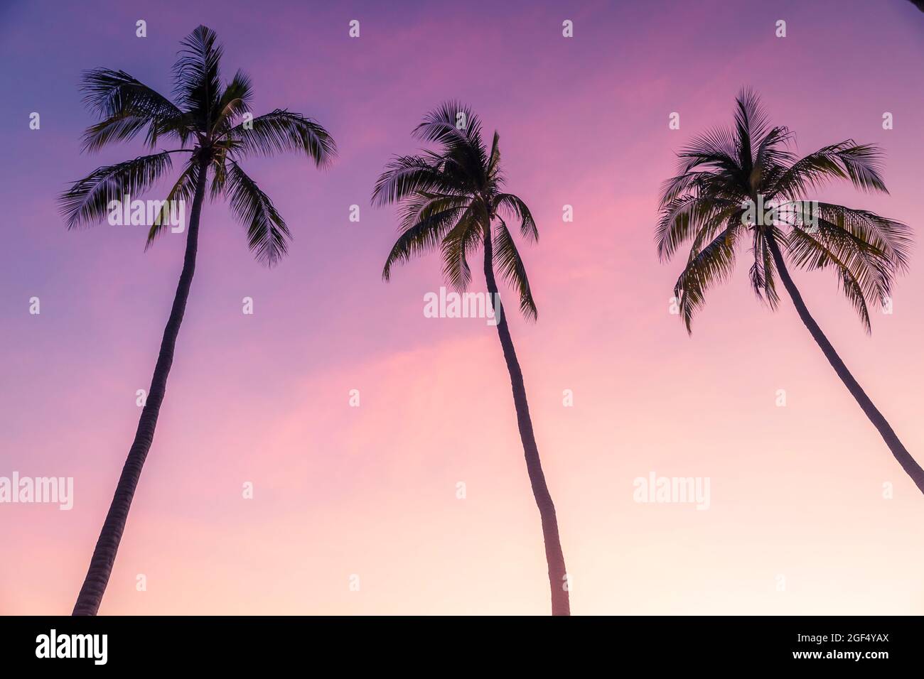 Silhouette di palme in piedi contro il cielo viola al crepuscolo Foto Stock