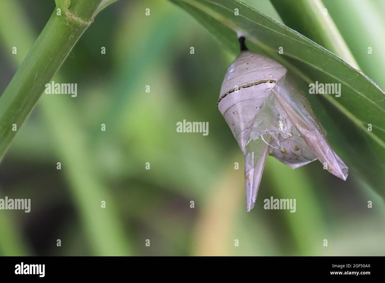 Macro di un crisali usato da una farfalla monarca. Foto Stock